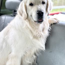 Golden Retriever Puppies from Candy Rock Golden Retrievers