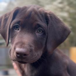 Reggie - Chocolate male Labrador Retriever puppy in Puyallup, Washington from Rieland Kennels