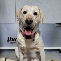 Lexi - Labrador Retriever