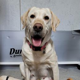 Lexi - Labrador Retriever