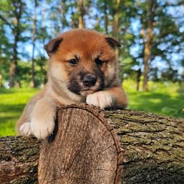 Snickers - Red male Shiba Inu puppy in Carpentersville, Illinois from Veronika's Shiba Inus
