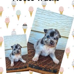 Moose Tracks - Blue merle male Miniature Australian Shepherd puppy in Lubbock, Texas from Texas Bluebonnet Herders