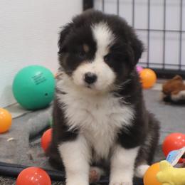 Olive - Black tri-color female Australian Shepherd puppy in Bagley, Iowa from Diamond M Aussies