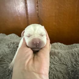 Girl 1 - Yellow female Labrador Retriever puppy in Isanti, Minnesota from Four Corners Family Labs