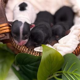 Yorkshire Terrier puppies from Promise Land Pets
