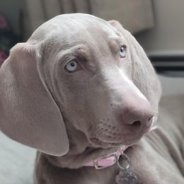 Daisy - Weimaraner