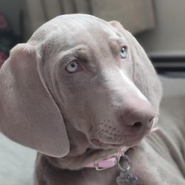 Daisy - Weimaraner