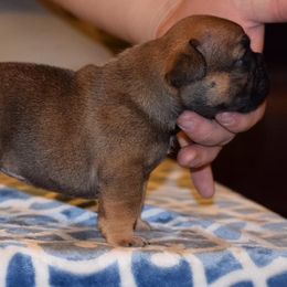 French Bulldog Puppies from Von Bales French Bulldogs