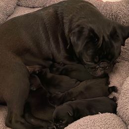 Pugs from E's Pugs