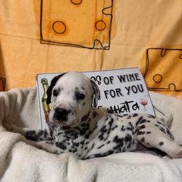 Moscato - White and black female Dalmatian puppy in Claremore, Oklahoma from Lotsofdots Dalmatians