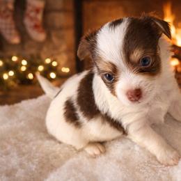 Bourbon - Chocolate and white male Chihuahua puppy in Drumright, Oklahoma from Fancy Pants Chihuahua’s