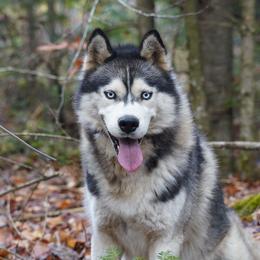 Dominic - Siberian Husky