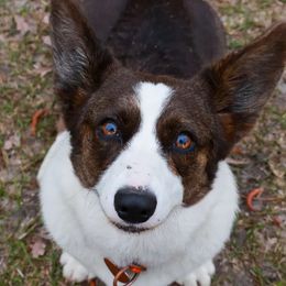 Rogue - Cardigan Welsh Corgi