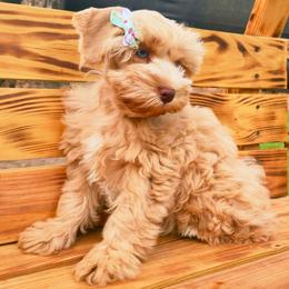 Gracie - Wheaten female Miniature Schnauzer puppy in Texas from Blue Rose's Schnauzers