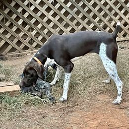 Briar - German Shorthaired Pointer