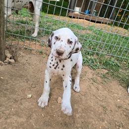 Grey - White and liver brown male Dalmatian puppy in Pulaski, Tennessee from River Valley Forge Dalmatians