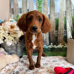 Bee - Red female Cavapoo puppy in Lebanon, Missouri from Perkins Pups