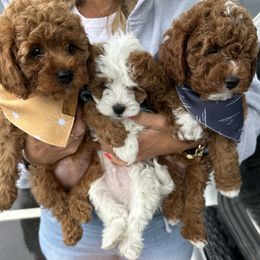 Cavapoo Puppies from Gingers Cavapoo’s