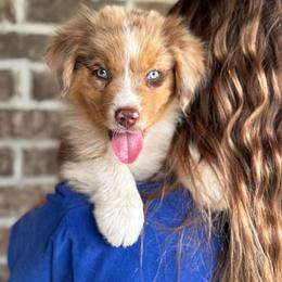 Denali - Red merle male Australian Shepherd puppy in Herriman, Utah from Painted Blue Aussies
