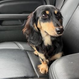 Salem - Dachshund