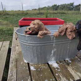Labradoodle Puppies from Sakura Pups