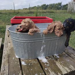 Labradoodle Puppies from Sakura Pups
