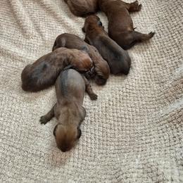 Boy 4 - Red male Redbone Coonhound puppy in Lake City, Michigan from M-42 Redbone's