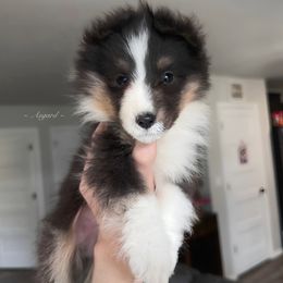 Squiggle - Shetland Sheepdog puppy in Elk, Washington from Asgard Shetland Sheepdogs