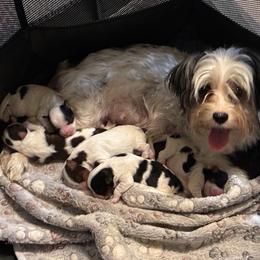 Biewer Terrier puppies from Moonshadow Biewer Terriers