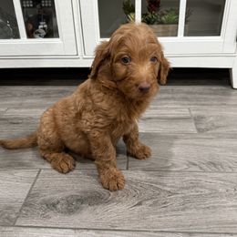 Orange - Red  female Goldendoodle puppy in Bakersfield, California from Lavish Doodles