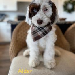 Alder (yellow) - Brown white and tan male Cockapoo puppy in West Haven, Utah from Harper Haven Doodles