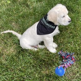 Golden Retriever Puppies from English Creamery Golden Retrievers