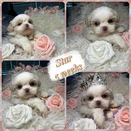 Star - White female Shih Tzu puppy in Coolidge, Arizona from Shih Tzu’s  ‘N’ Love