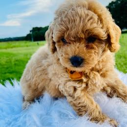 Barney - Cream male Poodle puppy in Inman, South Carolina from Poodle Love Familiar