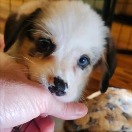Blue merle boy - Blue merle and white male American Corgi puppy in Hampton, Tennessee from TC Farms Stock Dogs - Miniature Australian Shepherds