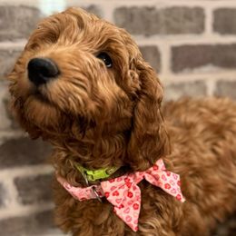 Boy 4 - Lime Green Male - Red  Goldendoodle puppy in Mansfield, Texas from Double H Doodles