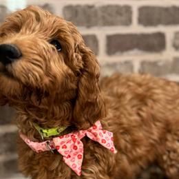 Boy 4 - Lime Green Male - Red  Goldendoodle puppy in Mansfield, Texas from Double H Doodles