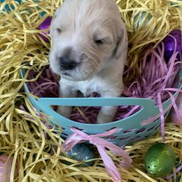 Goldendoodle Puppies from Goodyear golden doodles