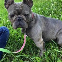 Dachshunds, French Bulldogs, Miniature Schnauzers, and Shih Tzus from 4J's Cajun Kennels