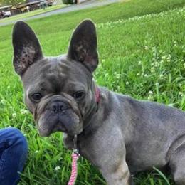 Dachshunds, French Bulldogs, Miniature Schnauzers, and Shih Tzus from 4J's Cajun Kennels