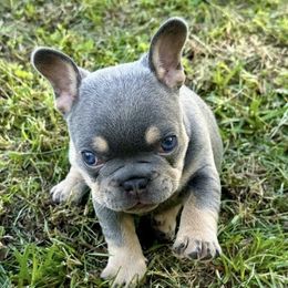 Boy 1 - Blue male French Bulldog puppy in Ada, Oklahoma from Watkins French Bulldogs