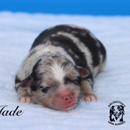 Jade - Blue merle male Miniature Australian Shepherd puppy in Weeki Wachee, Florida from Arlington's Mini Aussies
