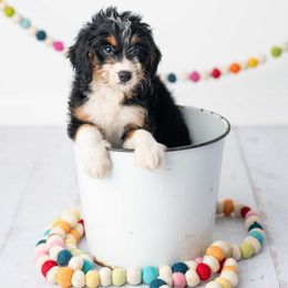 Skye - Tri-color female Bernedoodle puppy in Lititz, Pennsylvania from Sleepy Hollow Acres