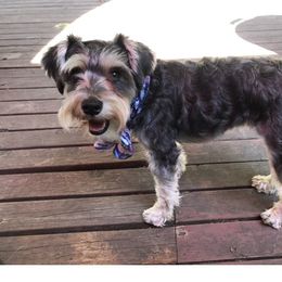 Eve - Miniature Schnauzer