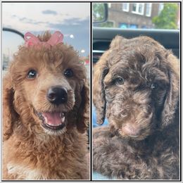 Poodle Puppies from Jill Room