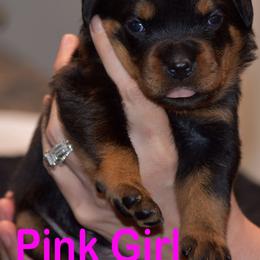 Puppy 5 - Black and mahogany female Rottweiler puppy in Houston, Texas from Haus Der Grossen Pfoten Rottweilers