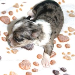 Blaze - Merle male Chihuahua puppy in Madill, Oklahoma from Tiddlewink Chi's