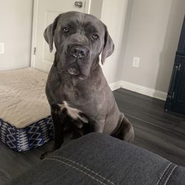 Grace - Cane Corso