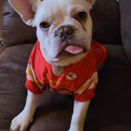 French Bulldogs from K&J French Bulldogs