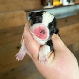Graham - Black and tan male Pembroke Welsh Corgi puppy in Anderson, California from Flying K Corgis